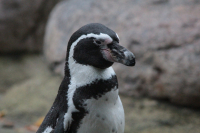 Pingwiny peruwiańskie nowymi mieszkańcami płockiego zoo