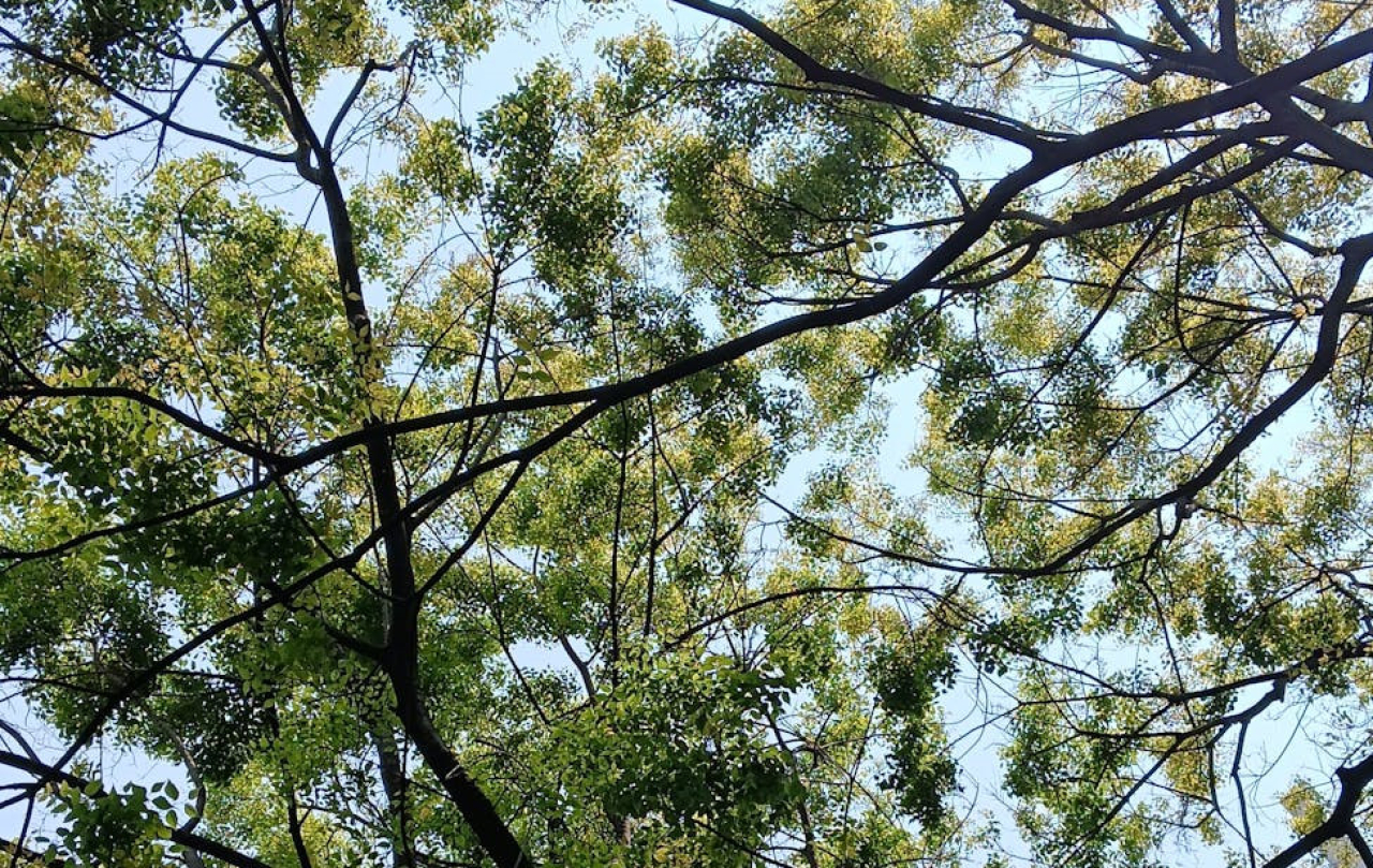 Kim jest dendrolog i kiedy jego pomoc jest naprawdę potrzebna?